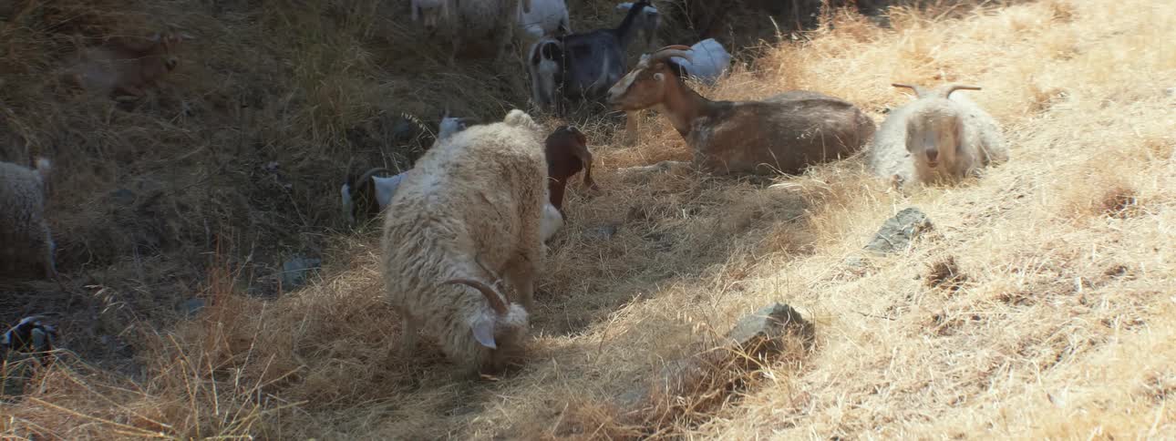 Herd of goats and sheep lie and graze on grassy slope