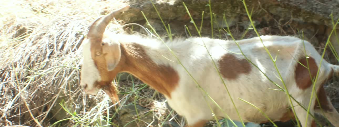 Goat walking towards the yellow dry grass on the hills in the countryside