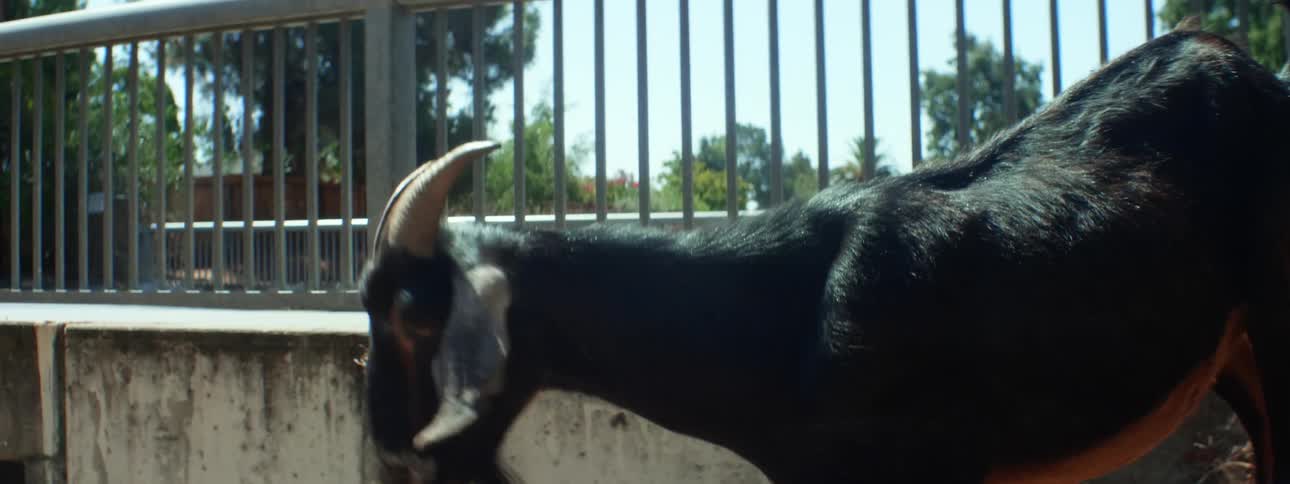 A goat is grazing on a hill as a person walks by
