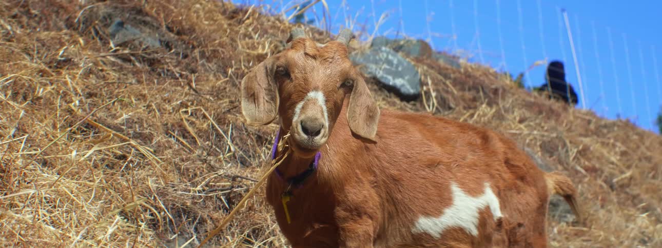 Brown goat with purple leash grazes on hill slope