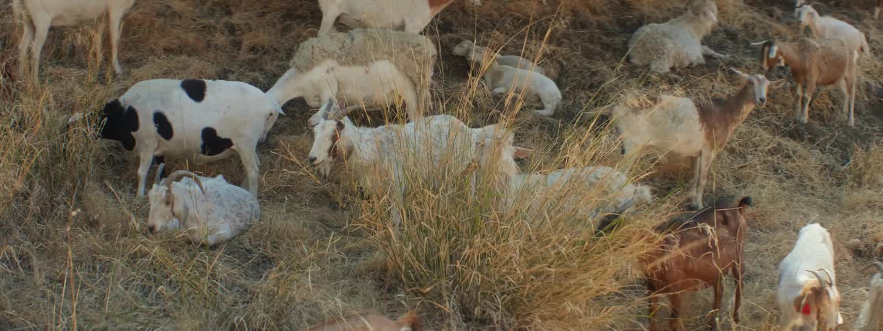 Herd composed of goats cowand sheep stand on grassy slope