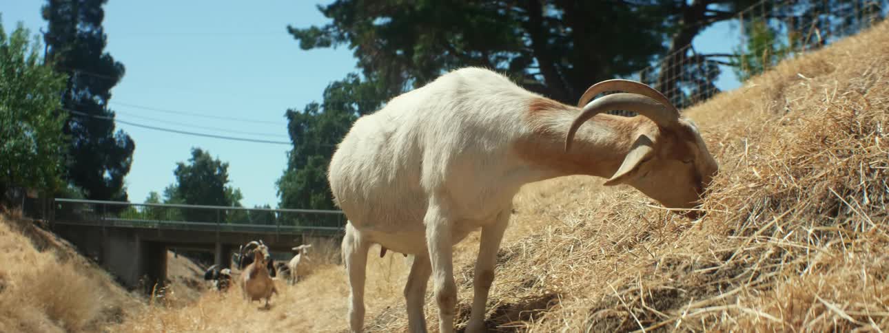 Goats graze along slope behind metal fence near bridge under a clear sky