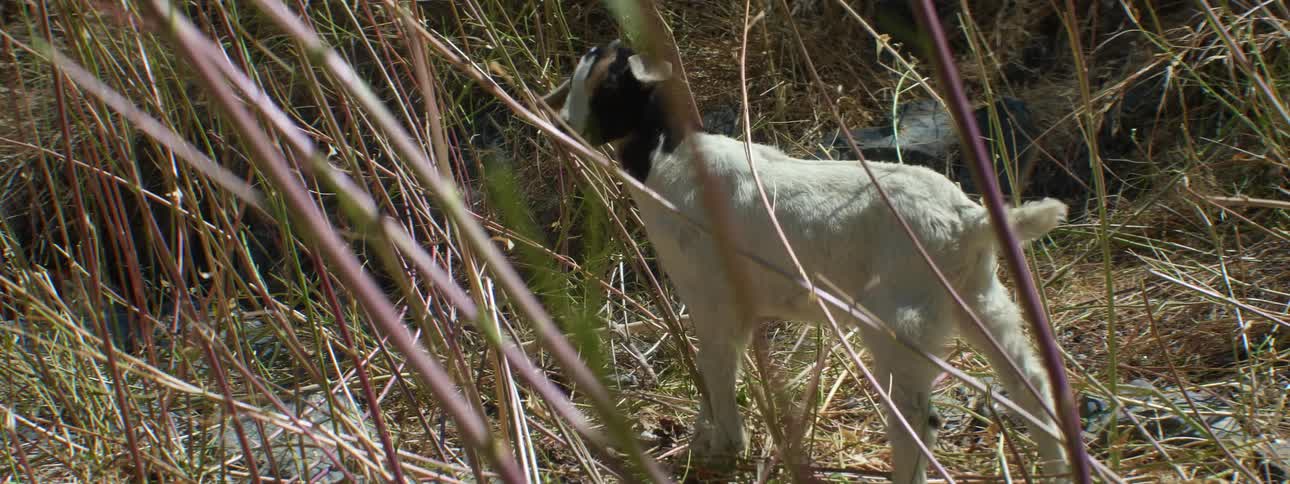 A goat is grazing in the tall grass