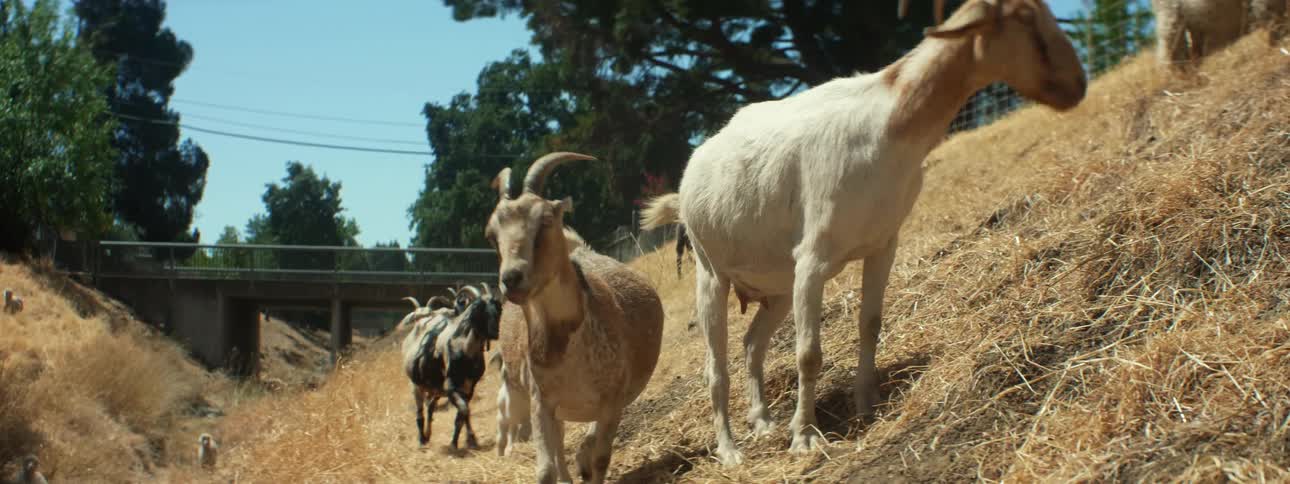 Goats walk on the hill and eat grass