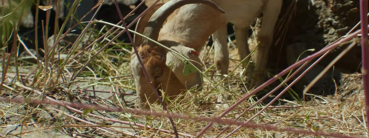 A goat is eating grass on the field