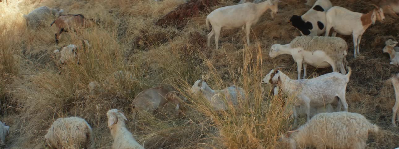 A herd of goats grazes on hill slope