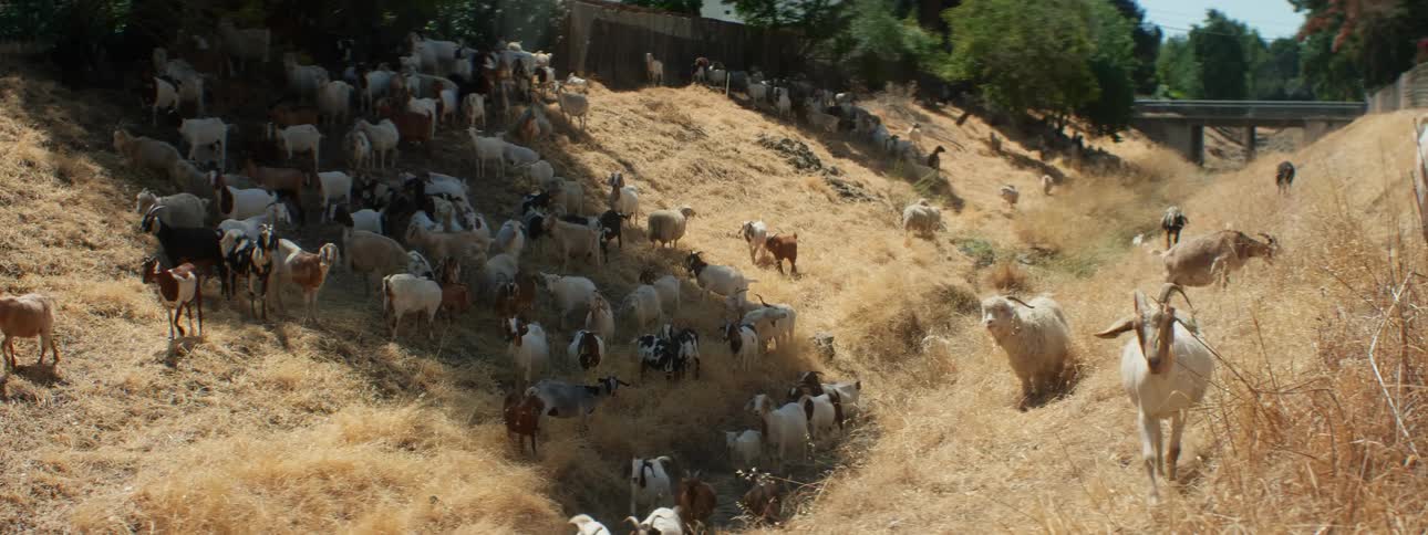 Goats on grassy hills by a canal with trees the sky and clouds in the background