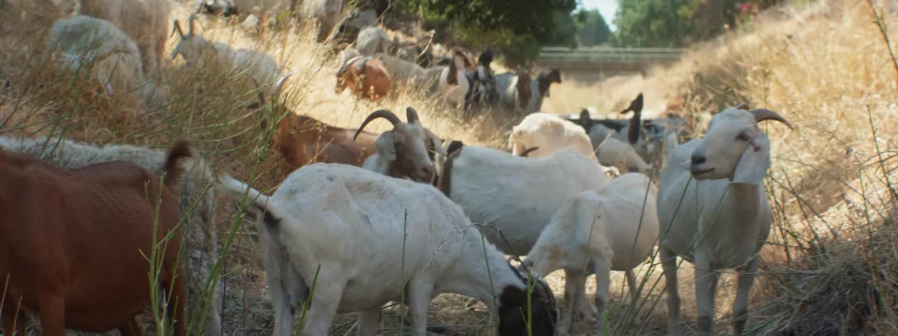 A large group of goats are grazing together on the hill