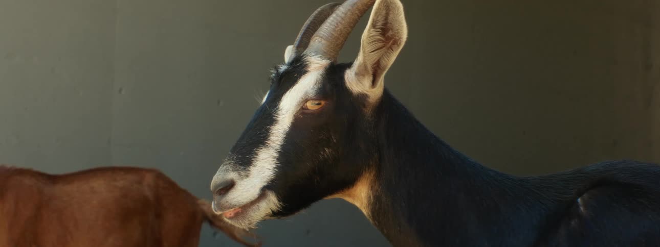 Two goats walking and standing with a wall in the background