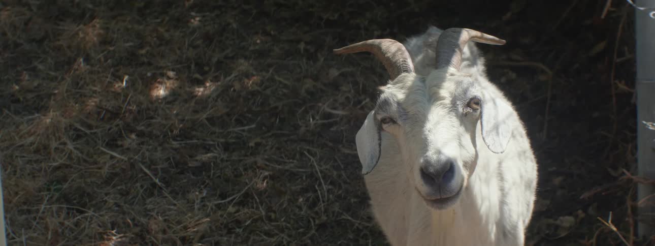 Goat looking at the camera turns around and starts grazing on the yellow dry grass