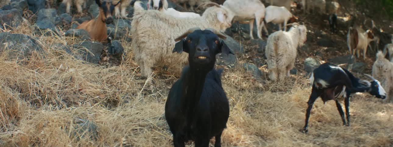Black white and brown goats grazes on hill slope