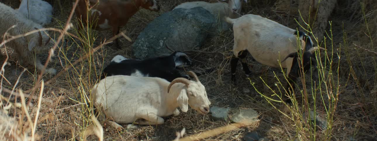 Herd of goats stand and lie down while grazing on vegetation near boulders