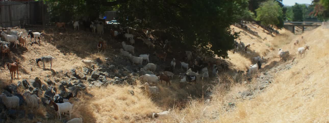 Goat herd moves along slopes in area bound by wooden fence with traffic crossing bridge in background