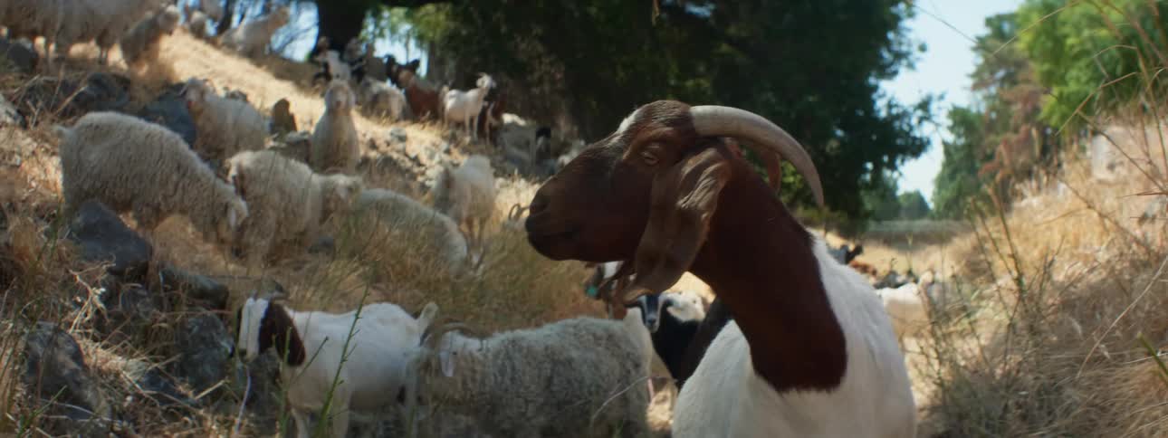 Goats and sheep eating grass with trees the sky and clouds in the background