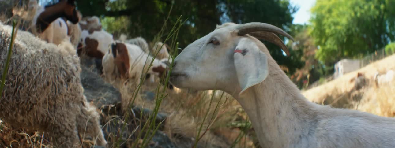A herd of sheep and goats grazes on hill slope