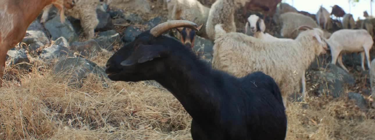 Herd of goats grazing on the yellow dry grass over the hill in the countryside