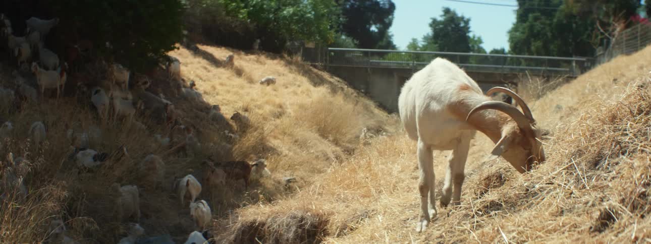 A group of goats graze on hay near the bridge
