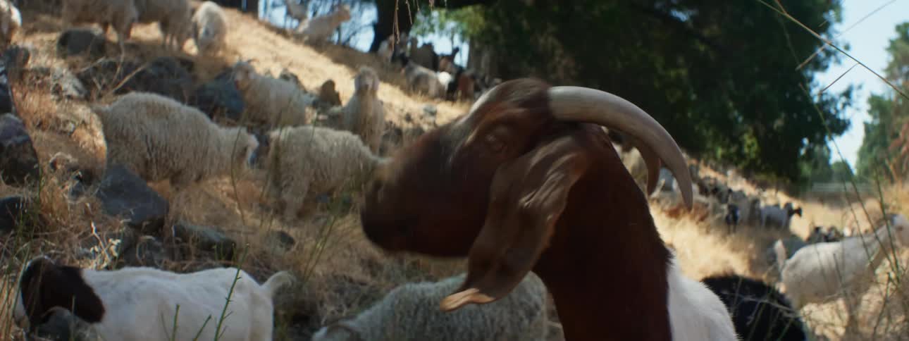 A large group of sheep and goats are grazing on the hill