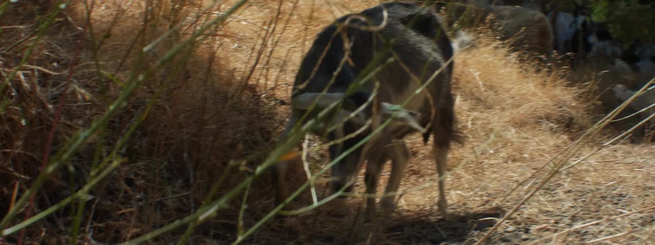 Goat separates from the herd and lays down on the ground on a rural road through the countryside