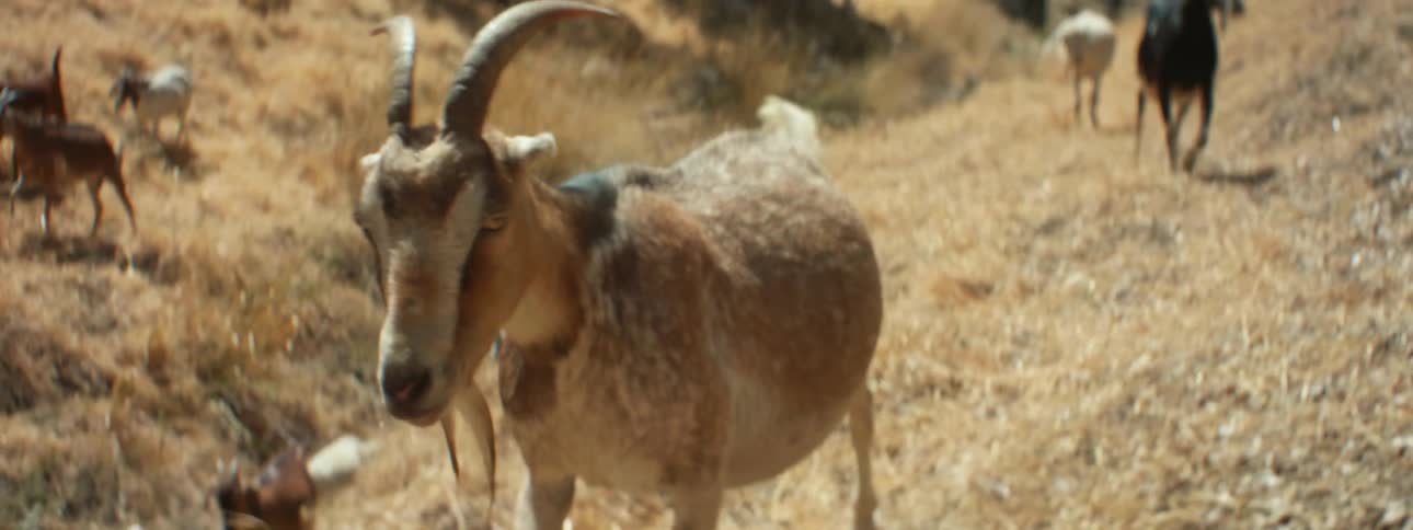 Herd of goats move along slopes with bridge in background