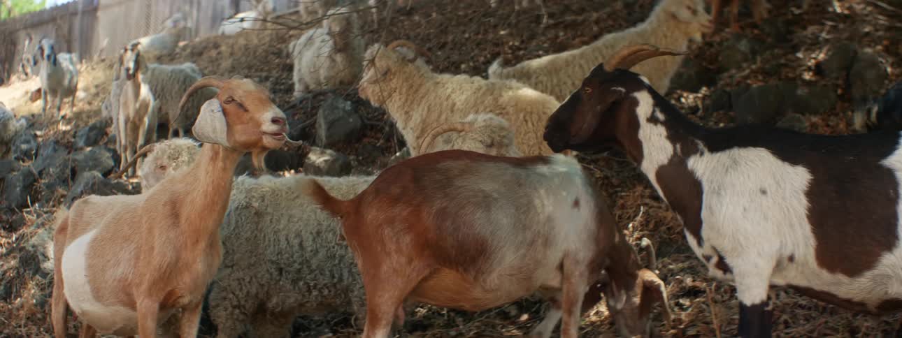 A herd of goats stands on a small fenced in slope grazing and chewing