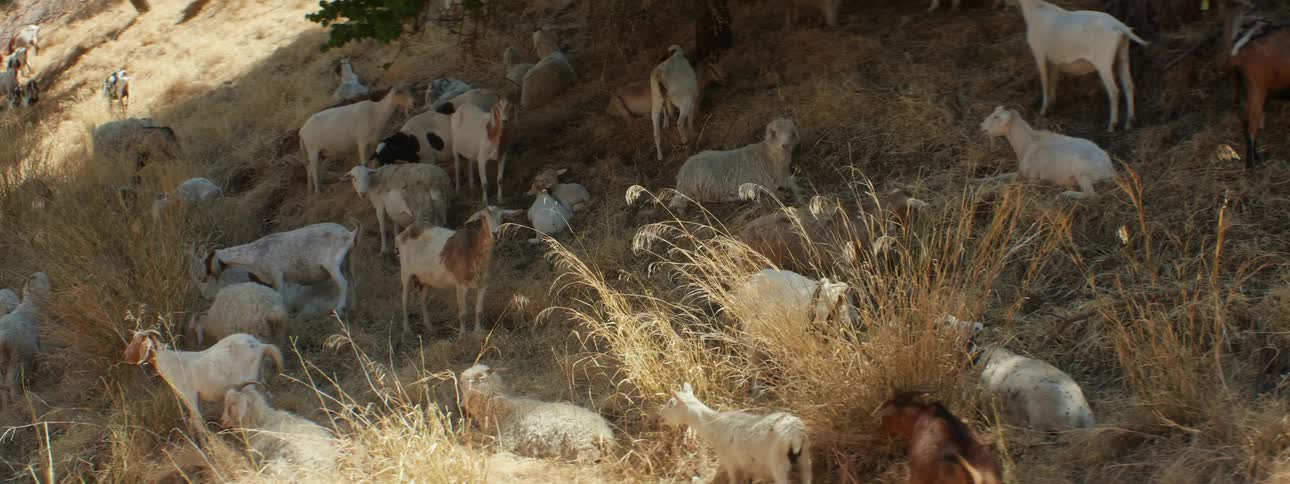 Herd of goats grazing on the yellow dry grass over the hills in the countryside