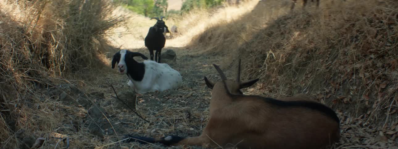 Herd of goats resting on the ground in the countryside at morning