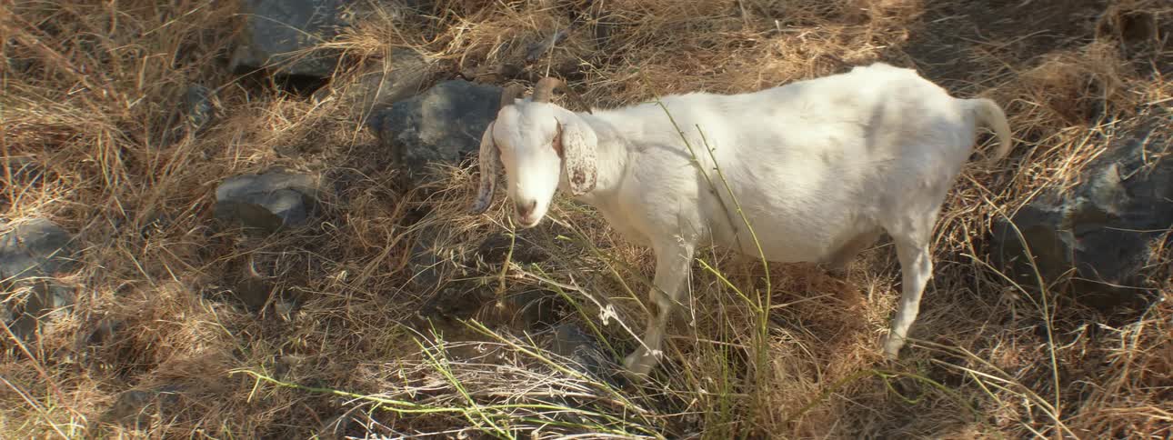 A goat standing outdoors eating grass