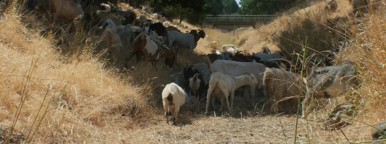 A group of goats outdoors in a field