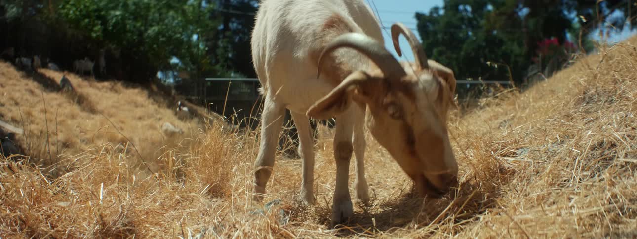 A goat eating grass with trees the sky and clouds in the background