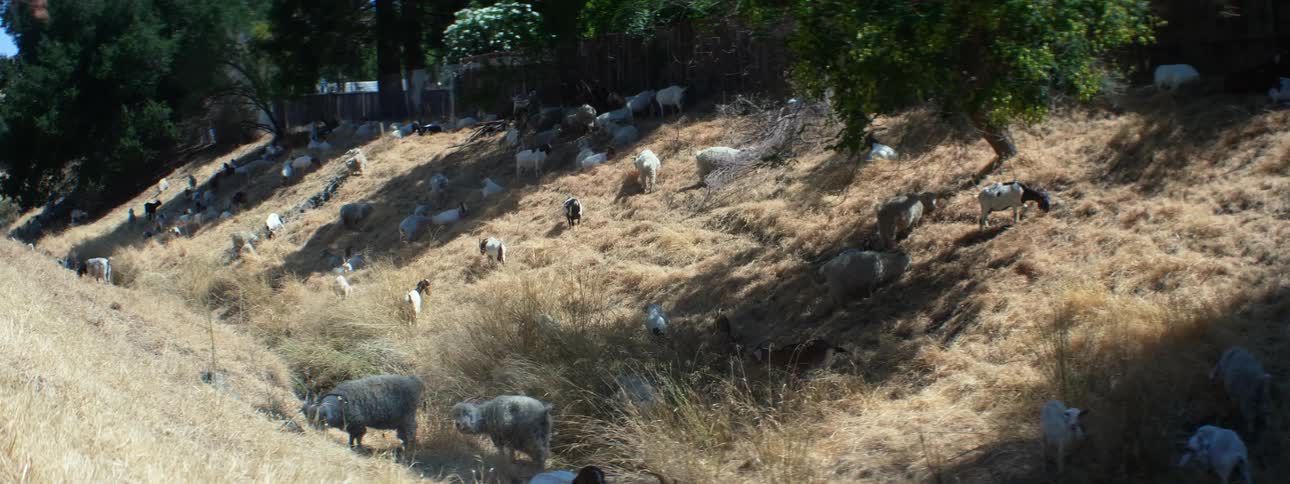 Herd of sheep grazing on the yellow dry grass over the hills on the countryside