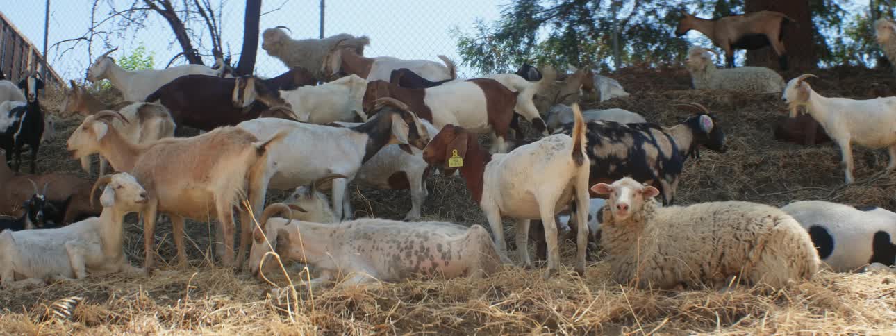A herd of goats and sheep grazes and sits on hill slope