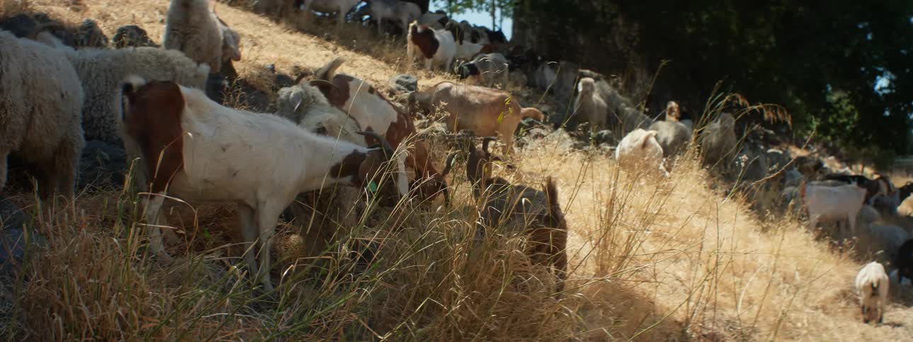 Herd of goats grazing on the yellow dry grass over the hill in the countryside