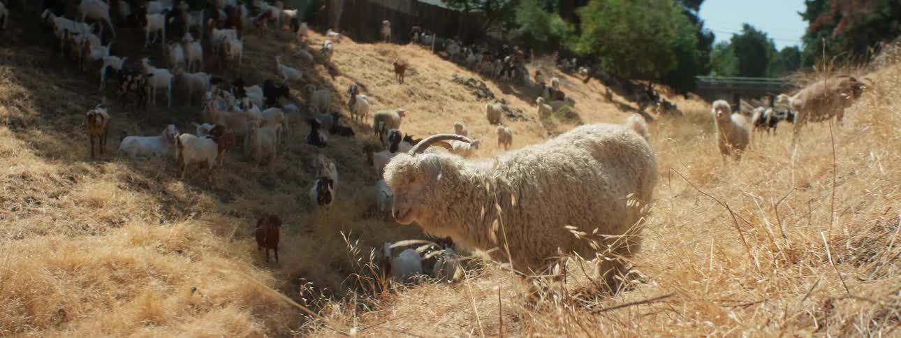 The sheep and goats graze on the grass on the hill