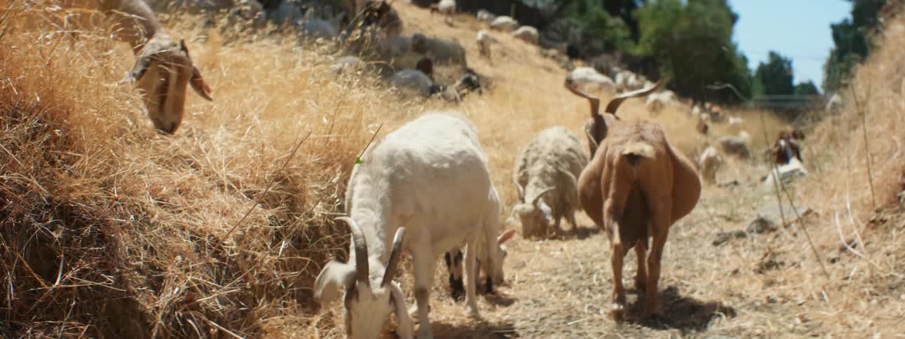 Herd of goats grazing on the yellow dry grass in the countryside