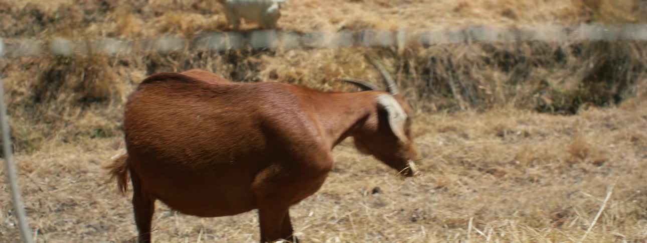 Brown goat grazes on golden grass near barbed wire fence