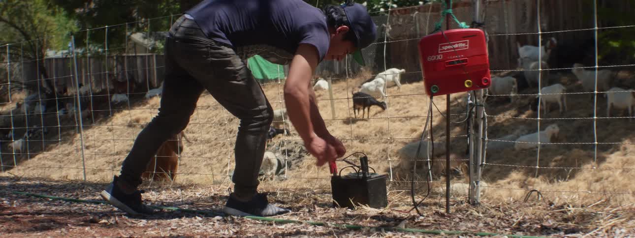 A man hooks the battery up to the electric fence