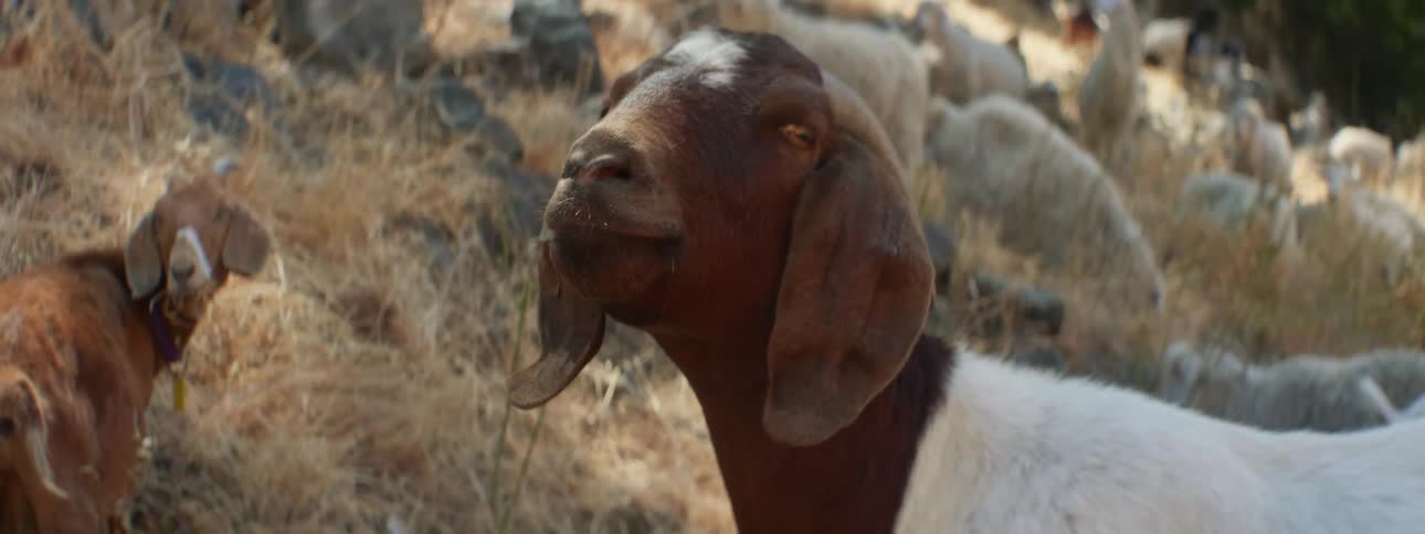 Goat stands looking around before turning down toward grass as sheep and other goats graze on slope