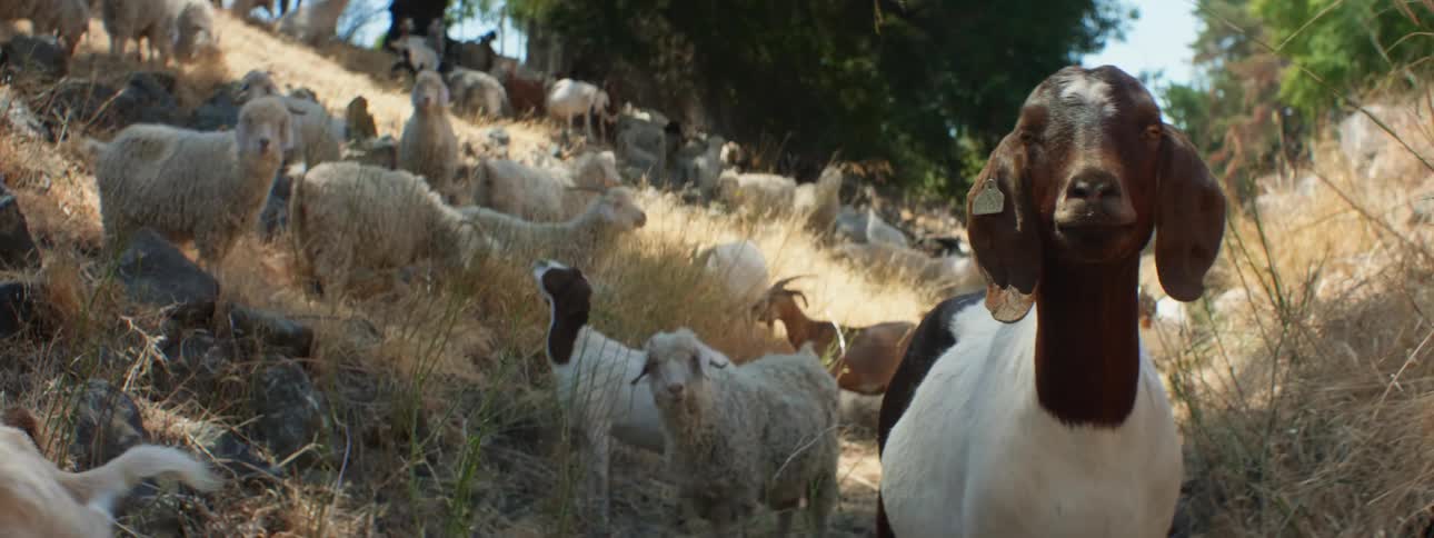 A herd of goats and sheep grazes on hill slope