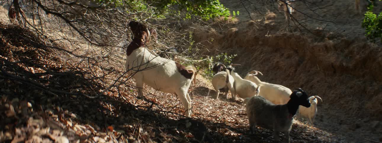 Herd of goats browses through low lying branches in gully