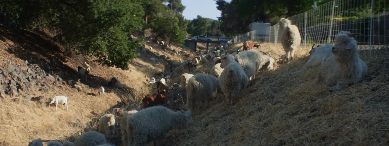 Sheep and goats graze on slopes near fence with people and traffic crossing bridge in background