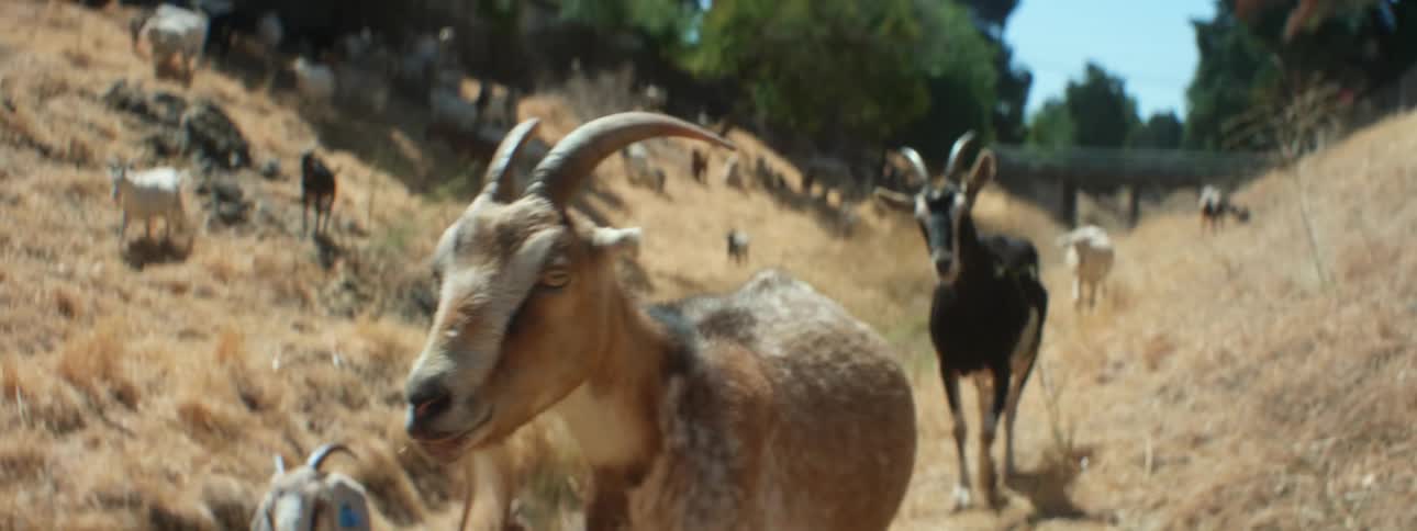 A goat walks with other goats along a grassy ravine during the day