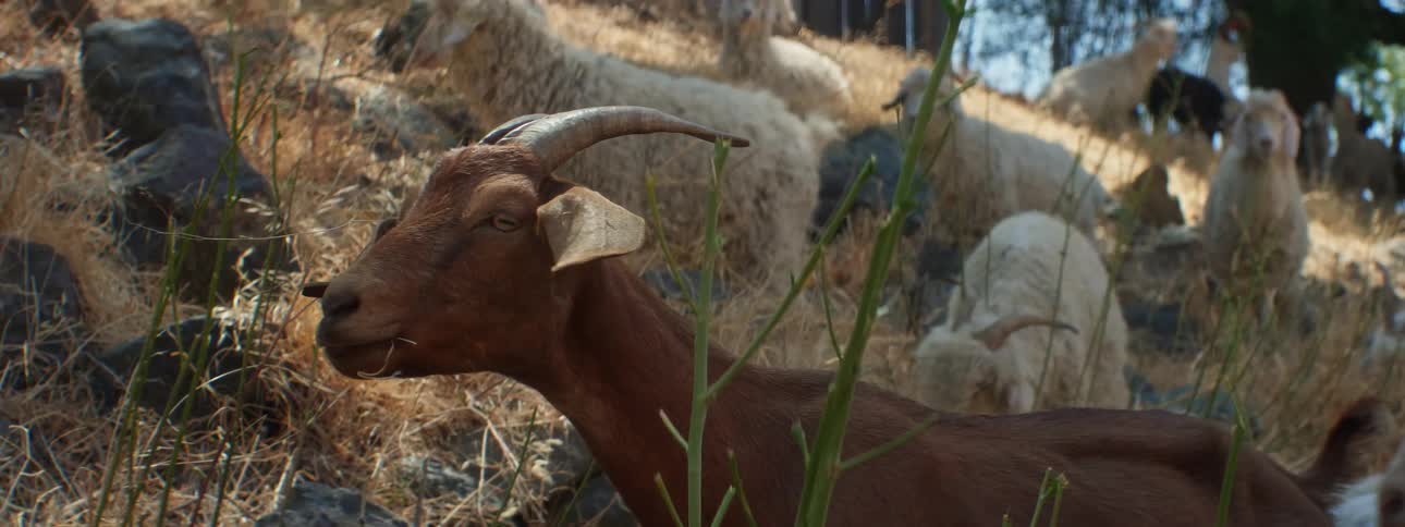 Brown and white goats graze in the hills