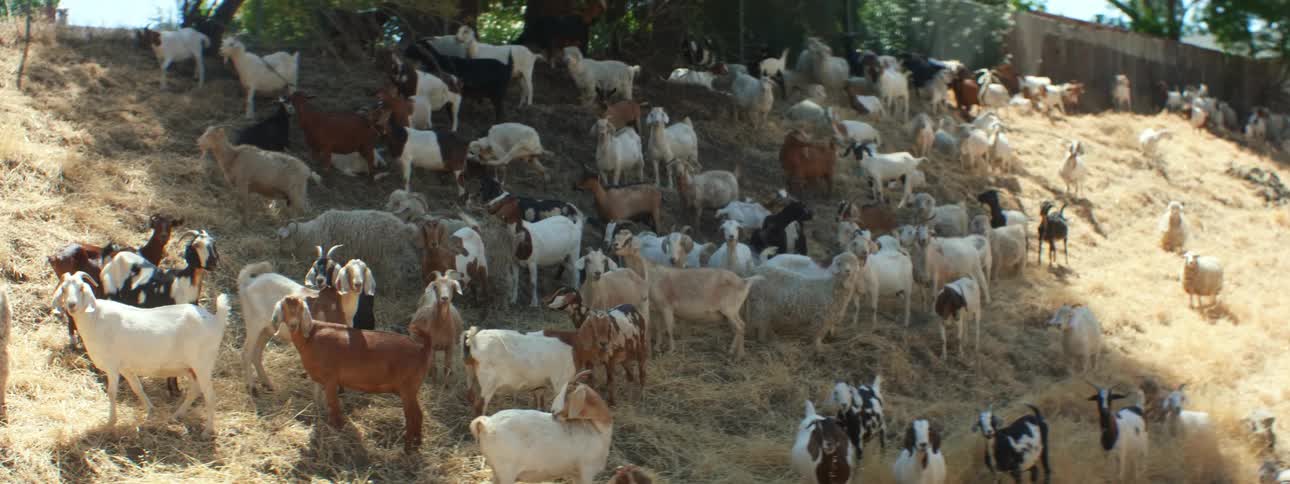A herd of brown white and black goats grazes and sits on hill slope