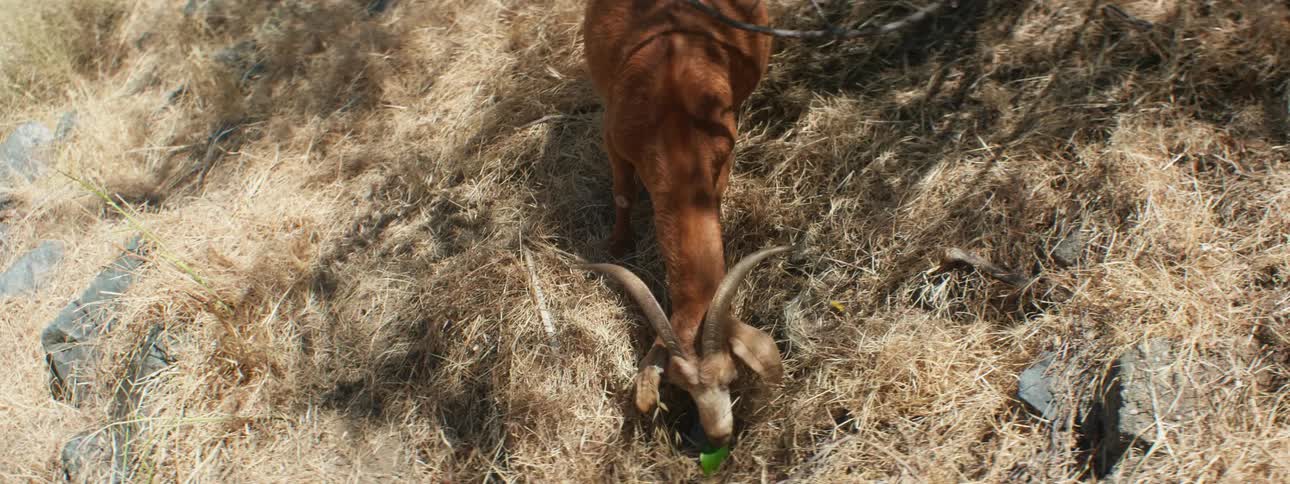 Brown goat grazes on hill slope