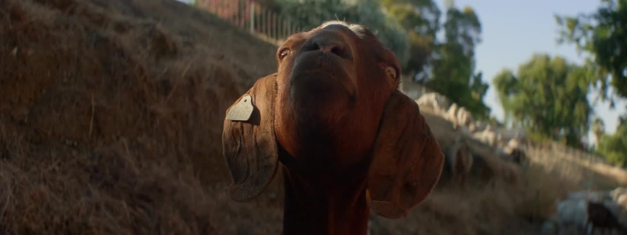 Goat standing on a dirt road in the countryside looking at the camera at morning