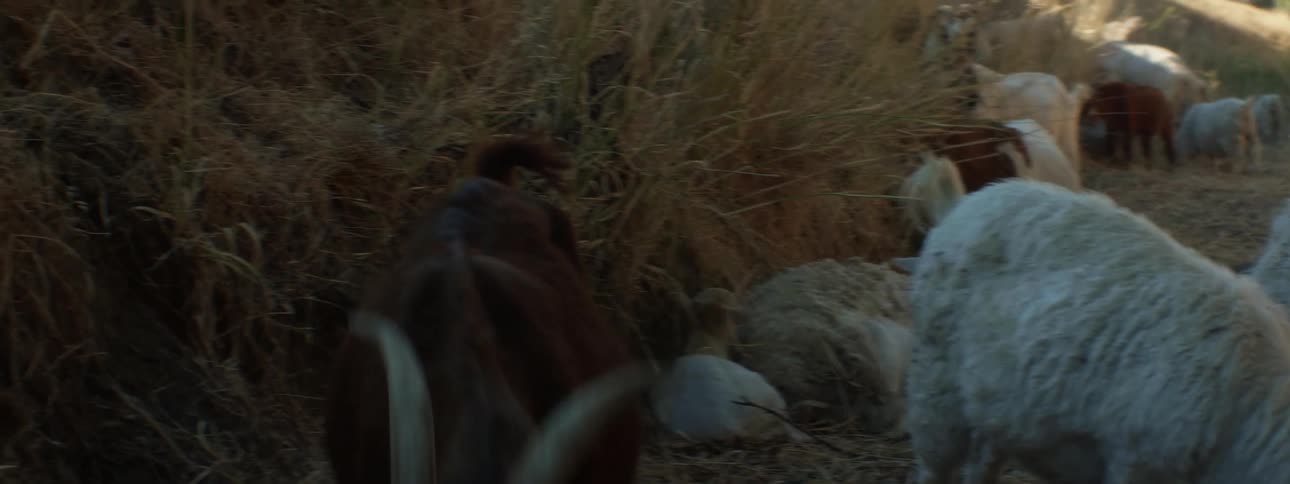 A small herd of goats are grazing and relaxing in a shaded ditch area at the bottom of a hill during the day