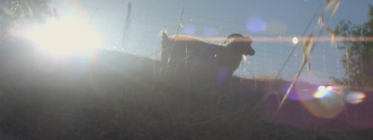 White goat climbing a hill in the countryside in front of the setting sun