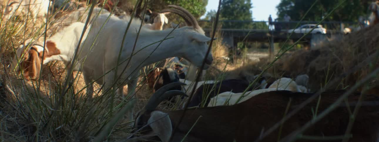 A herd of brown and white goats graze on hill slope next to bridge