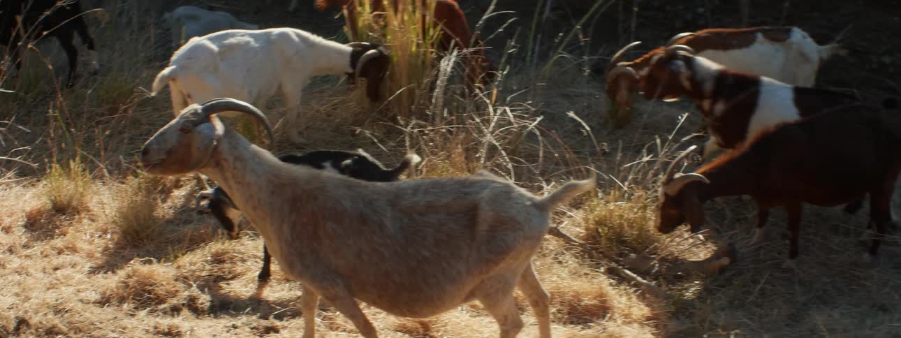 Goat herd grazes on golden grasses in partly shaded area